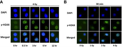 Proton-induced DNA damage promotes integration of foreign plasmid DNA into human genome